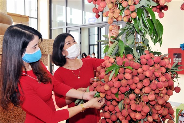 Đã tiêu thụ hơn 95.000 tấn vải của hai tỉnh Bắc Giang, Hải Dương