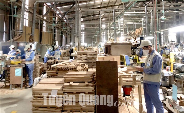 Tuyên Quang: Vượt đại dịch, xuất khẩu gỗ tăng trưởng mạnh