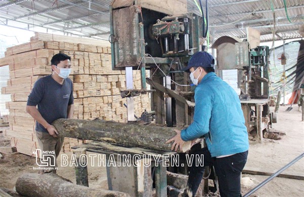 Thái Nguyên: Trồng rừng gỗ lớn – bền vững, lâu dài